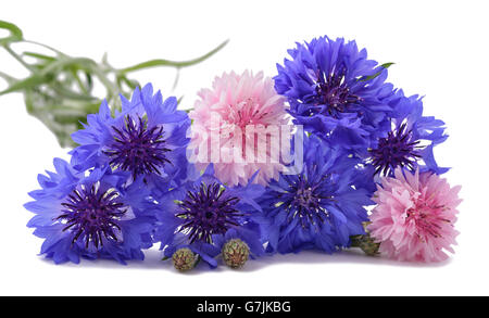 Blu e rosa Cornflowers isolato su bianco Foto Stock