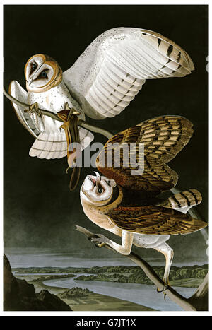 Common-Barn-gufo, Tyto alba, uccelli, 1827 - 1838 Foto Stock