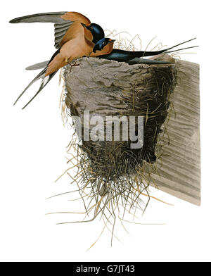 Barn Swallow, Hirundo rustica, uccelli, 1827 - 1838 Foto Stock