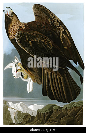 Golden Eagle, Aquila chrysaetos, uccelli, 1827 - 1838 Foto Stock