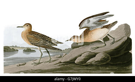 Buff-breasted Sandpiper, Tryngites subruficollis, uccelli, 1827 - 1838 Foto Stock