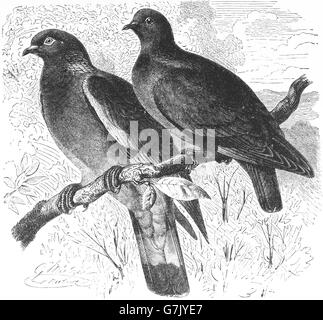Comune il colombaccio Columba palumbus e stock colomba, Columba oenas, illustrazione dal libro datato 1904 Foto Stock