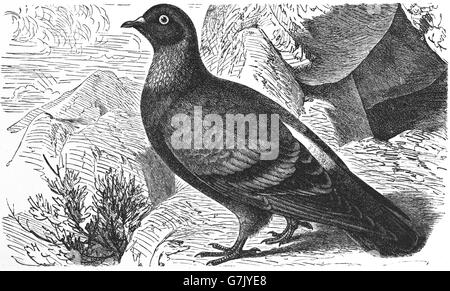 Rock colomba, Columba livia, rock pigeon, illustrazione dal libro datato 1904 Foto Stock