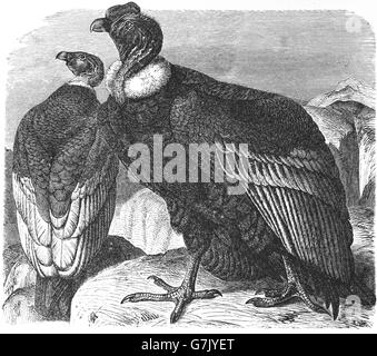 Condor andino, Vultur gryphus, illustrazione dal libro datato 1904 Foto Stock