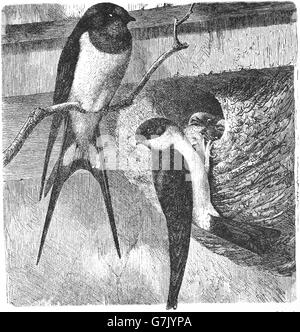 Barn swallow, Hirundo rustica e casa comune martin, Delichon urbicum, illustrazione dal libro datato 1904 Foto Stock