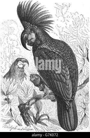 Palm cacatua, Probosciger aterrimus, illustrazione dal libro datato 1904 Foto Stock