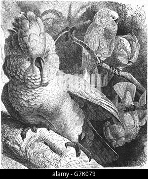 Salmone-crested cockatoo, Cacatua moluccensis, cacatua delle Molucche, illustrazione dal libro datato 1904 Foto Stock