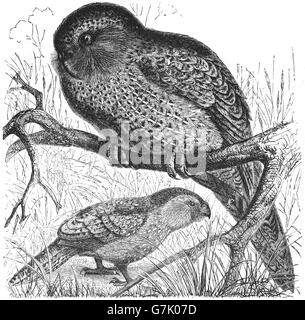 Kakapo, Strigops habroptilus, owl parrot, illustrazione dal libro datato 1904 Foto Stock