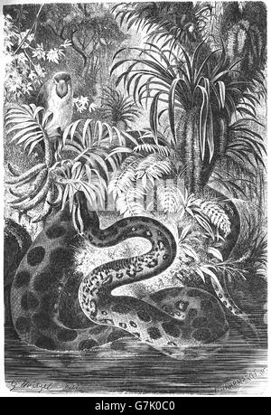 Anaconda verde, Eunectes murinus, comune anaconda, acqua boa, illustrazione dal libro datato 1904 Foto Stock