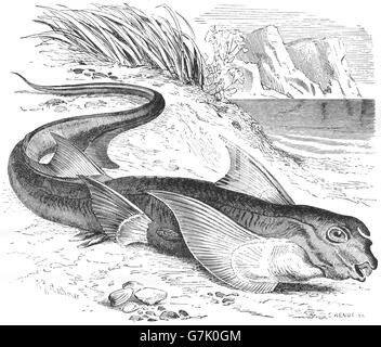 Chimera monstrosa, coniglio pesce, pesce di ratto, illustrazione dal libro datato 1904 Foto Stock