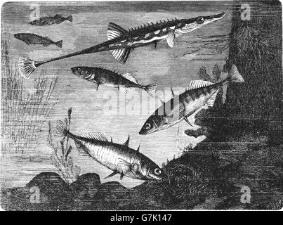 Spinachia spinachia, mare stickleback, tre-spined stickleback, Gasterosteus aculeatus, illustrazione dal libro datato 1904 Foto Stock