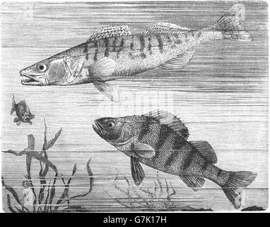 Zander, Sander lucioperca e Unione pesce persico, Perca fluviatilis, illustrazione dal libro datato 1904 Foto Stock