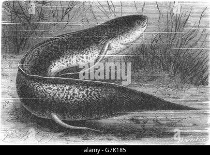 Africa occidentale, lungfish Protopterus annectens, lungfish Tana, illustrazione dal libro datato 1904 Foto Stock