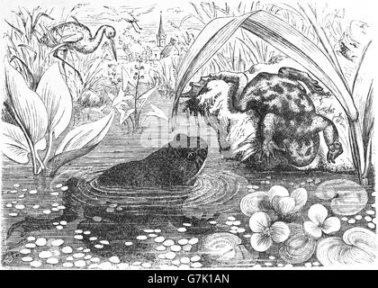 In appennino ululone dal ventre giallo, Bombina pachypus, illustrazione dal libro datato 1904 Foto Stock