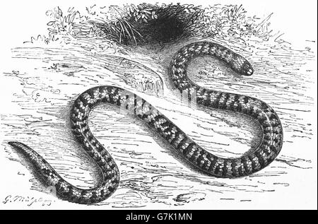 Tubo americano snake, falso corallo Serpente Anilius scytale, illustrazione dal libro datato 1904 Foto Stock