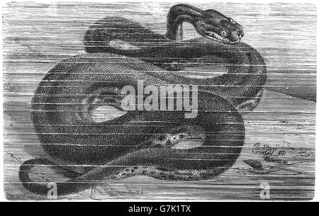 Elephant Trunk snake, Iavan file snake, Acrochordus javanicus, illustrazione dal libro datato 1904 Foto Stock