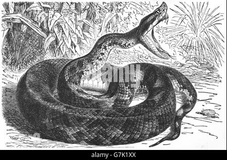 Martinican rattlesnakes, Martinica lancehead, fer-de-lancia, Bothrops lanceolatus, illustrazione dal libro datato 1904 Foto Stock