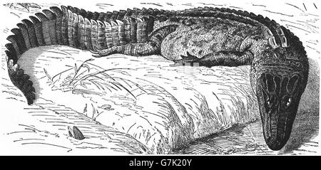 Il coccodrillo americano, Gator, alligatore mississippiensis, illustrazione dal libro datato 1904 Foto Stock