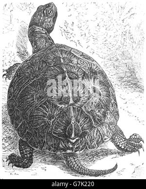 Testuggine palustre, European pond terrapin, Emys orbicularis, illustrazione dal libro datato 1904 Foto Stock