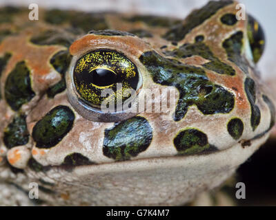 Museruola frog closeup (verticale). Foto Stock