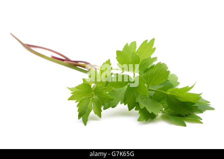 Fresh levistico ramoscello (Levisticum officinale) isolato su sfondo bianco Foto Stock