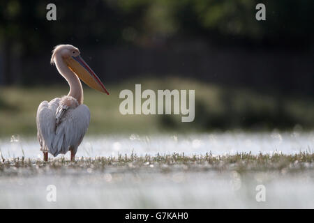 Grande bianco-pelican, Pelecanus onocrotalus, singolo uccello in acqua, Romania, Giugno 2016 Foto Stock