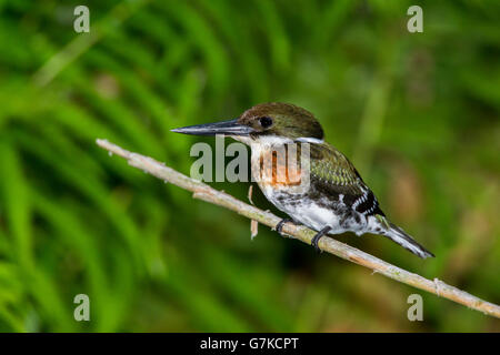 Green Kingfisher Chloroceryle americana San Blas, Nayarit, Messico 6 giugno immaturi Alcedinidae maschio Foto Stock