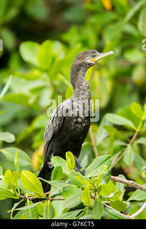 Neotropic cormorano Phalacrocorax brasilianus San Blas, Nayarit, Messico 7 giugno immaturi di transizione al piumaggio degli adulti. Foto Stock