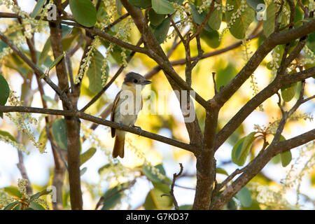 Rose-throated Becard Pachyramphus aglaiae Tecic, Nayarit, Messico 6 giugno femmina adulta Tityridae Foto Stock