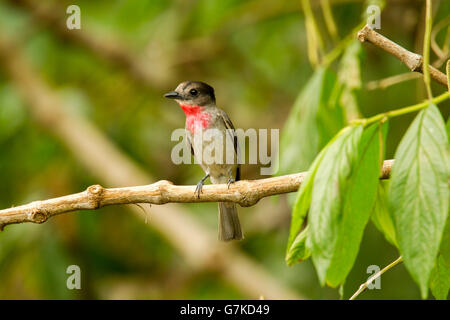 Rose-throated Becard Pachyramphus aglaiae La Bajada, Nayarit, Messico 8 giugno maschio adulto Tityridae Foto Stock