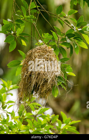 Rose-throated Becard Pachyramphus aglaiae La Bajada, Nayarit, Messico 8 Giugno Nest Tityridae Foto Stock