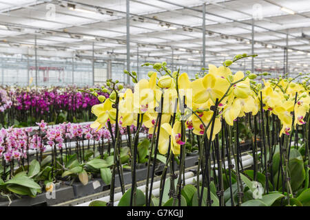 Colorato di giallo dei fiori di orchidea che cresce in una grande serra Foto Stock