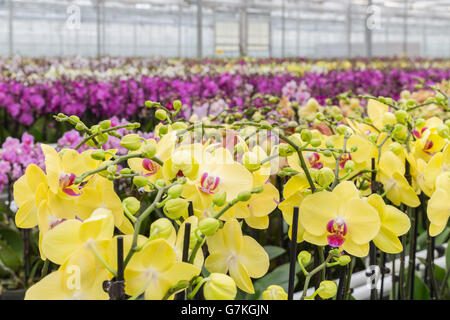 Colorato di giallo dei fiori di orchidea che cresce in una grande serra Foto Stock