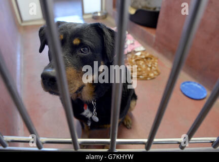 Un cane guarda fuori dall'interno di un canile a Battersea Dogs & Cats Home, Londra. PREMERE ASSOCIAZIONE foto. Data foto: Martedì 13 gennaio 2015. Il credito fotografico dovrebbe leggere: Anthony Devlin/PA Wire Foto Stock