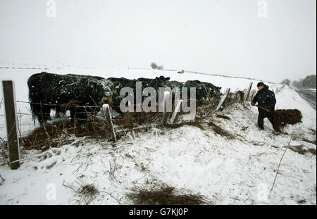 Farmer Hunter Smith nutre i suoi giovenchi di Galloway vicino allo Spittal di Glenshee mentre la neve porta nuove perturbazioni in alcune parti del Regno Unito. Foto Stock