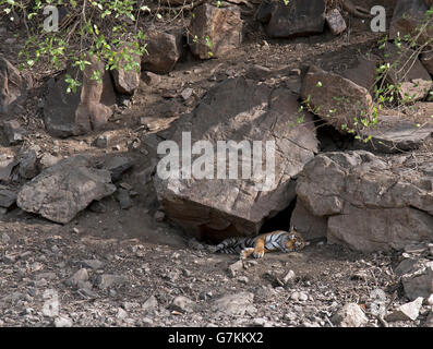 L'immagine della tigre ( Panthera tigris ) Noor o T39 è stata presa in Ranthambore, India Foto Stock