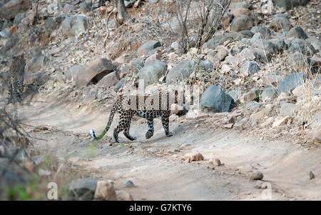 L'immagine di 2 Leopardi ( Panthera pardus) è stato preso in Ranthambore, India Foto Stock