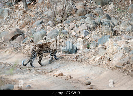 L'immagine di Leopard ( Panthera pardus) è stato preso in Ranthambore, India Foto Stock