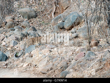 L'immagine di Leopard ( Panthera pardus) è stato preso in Ranthambore, India Foto Stock