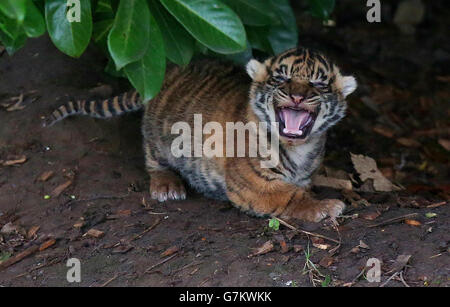 Uno dei tre cuccioli di tigre di Sumatran, ancora senza nome, nato a Chester Zoo a otto anni di tigre Kirana il 2 gennaio si guarda intorno ad esso recinto. Foto Stock