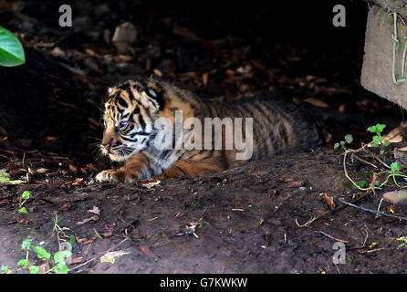 Uno dei tre cuccioli di tigre di Sumatran, ancora senza nome, nato a Chester Zoo a otto anni di tigre Kirana il 2 gennaio si guarda intorno ad esso recinto. Foto Stock