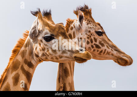 Colpo di testa, di un paio di West African giraffe, visto presso i Laghi del Sud lo Zoo Safari durante l'estate del 2016. Foto Stock