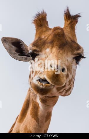 West African giraffa visto masticare durante l'estate del 2016 presso i Laghi del Sud Zoo. Foto Stock