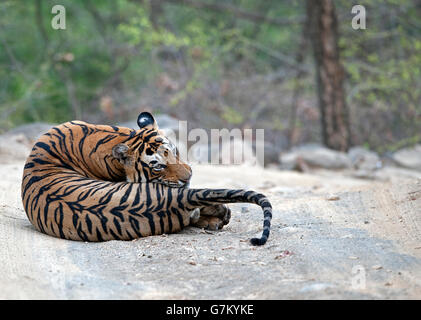 L'immagine della tigre ( Panthera tigris ) Pacman o T85 è stata presa in Ranthambore, India Foto Stock