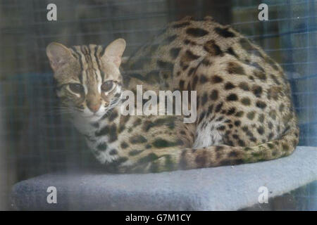 Appollo il gatto leopardo asiatico, il padre di quattro rari gattini Bengala, di proprietà di Frank e Pauline Turnock di Peterhead. Foto Stock