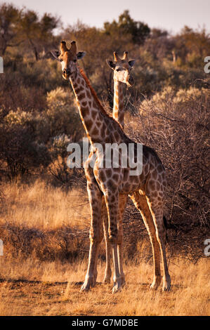 Due giraffe nella savana, in Namibia, Africa Foto Stock