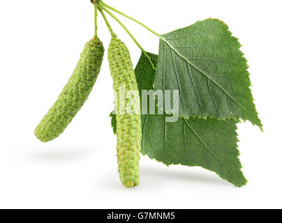 Verde gemme di betulla isolato su uno sfondo bianco. Foto Stock