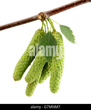 Verde gemme di betulla isolato su uno sfondo bianco. Foto Stock