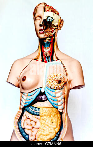 Modelli anatomici ; anatomische modelle Foto Stock