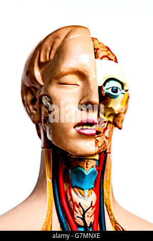 Modelli anatomici ; anatomische modelle Foto Stock